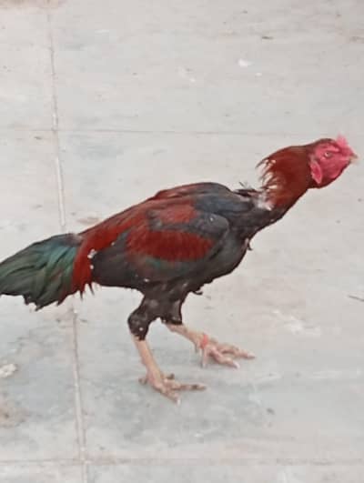 ASEEL FOR SALE