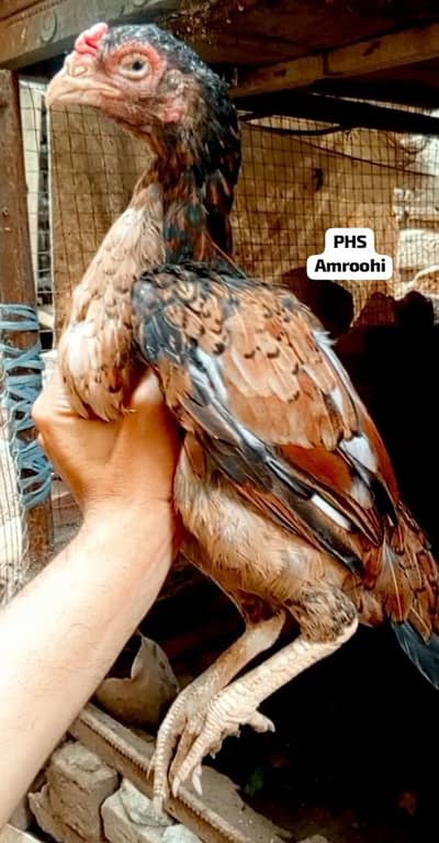 Amrooha Mianwali Aseel hens