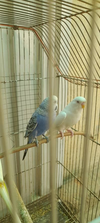 breder pair for sale location multan just Birds lover hi rabita karin
