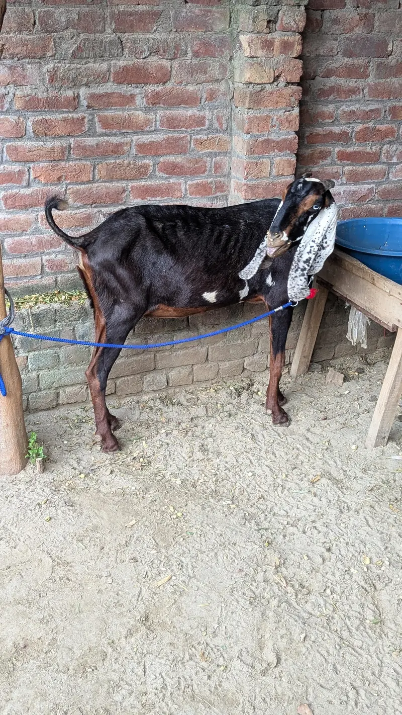 Dassi Bakri — photo 2