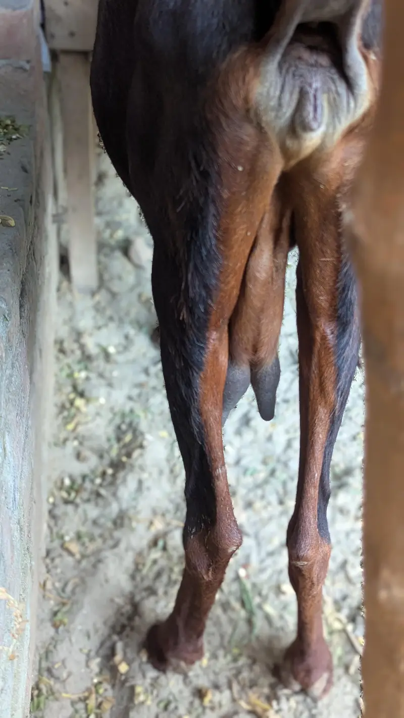 Dassi Bakri — photo 3