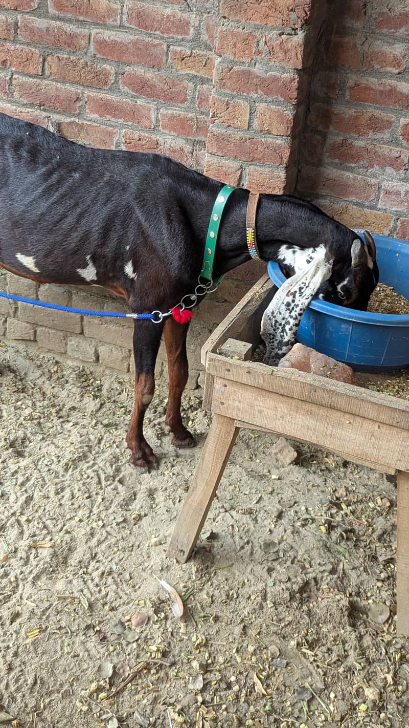 Dassi Bakri 3