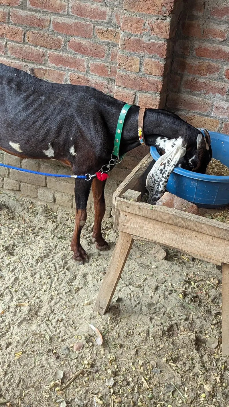 Dassi Bakri — photo 4