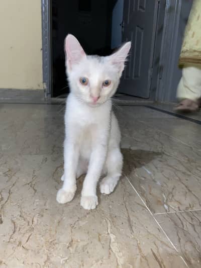 persian standard cote avalible for adoption