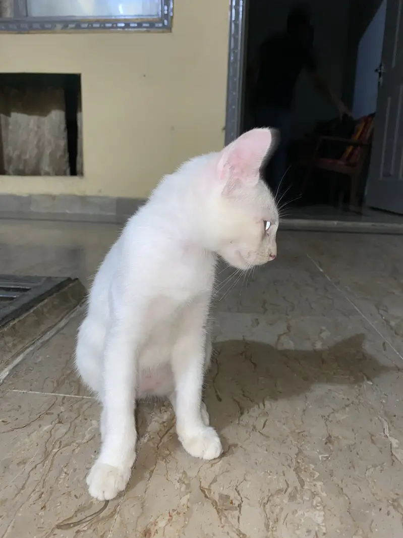 persian standard cote avalible for adoption — photo 2
