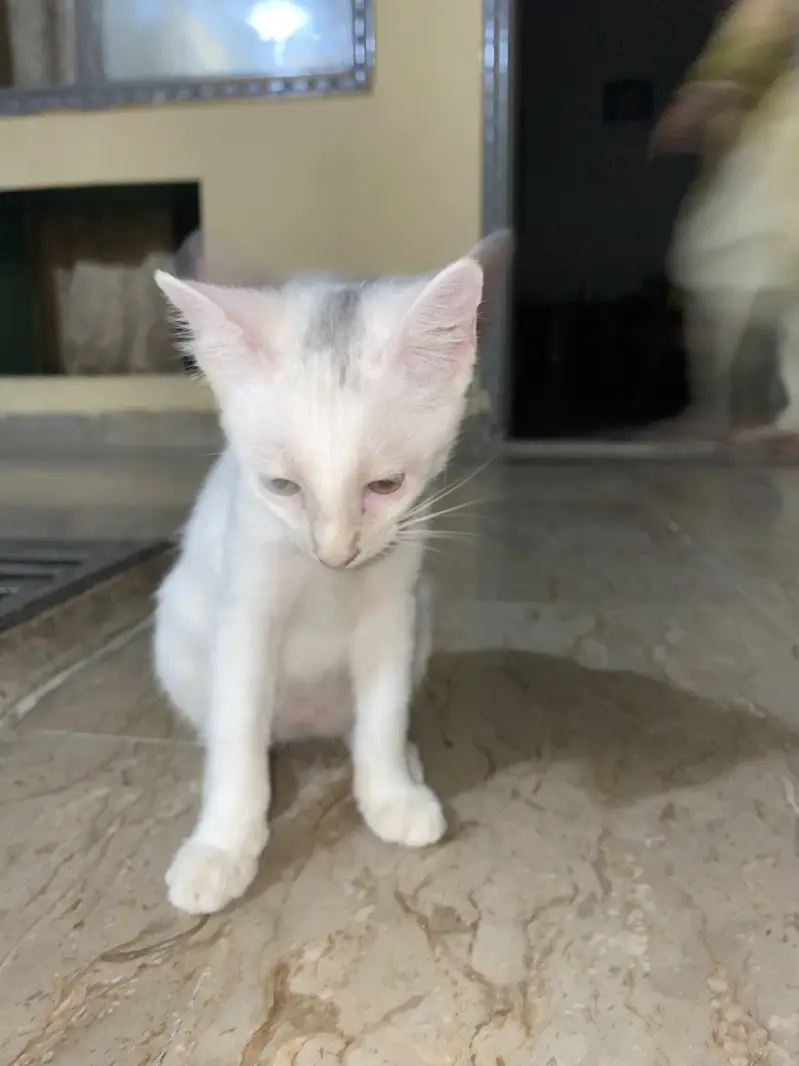 persian standard cote avalible for adoption — photo 3