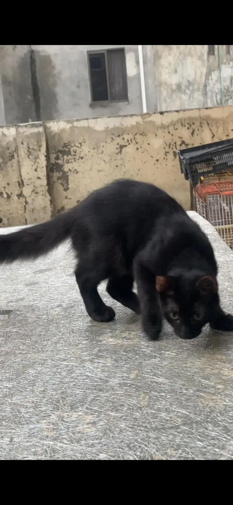 persian standard cote avalible for adoption — photo 4