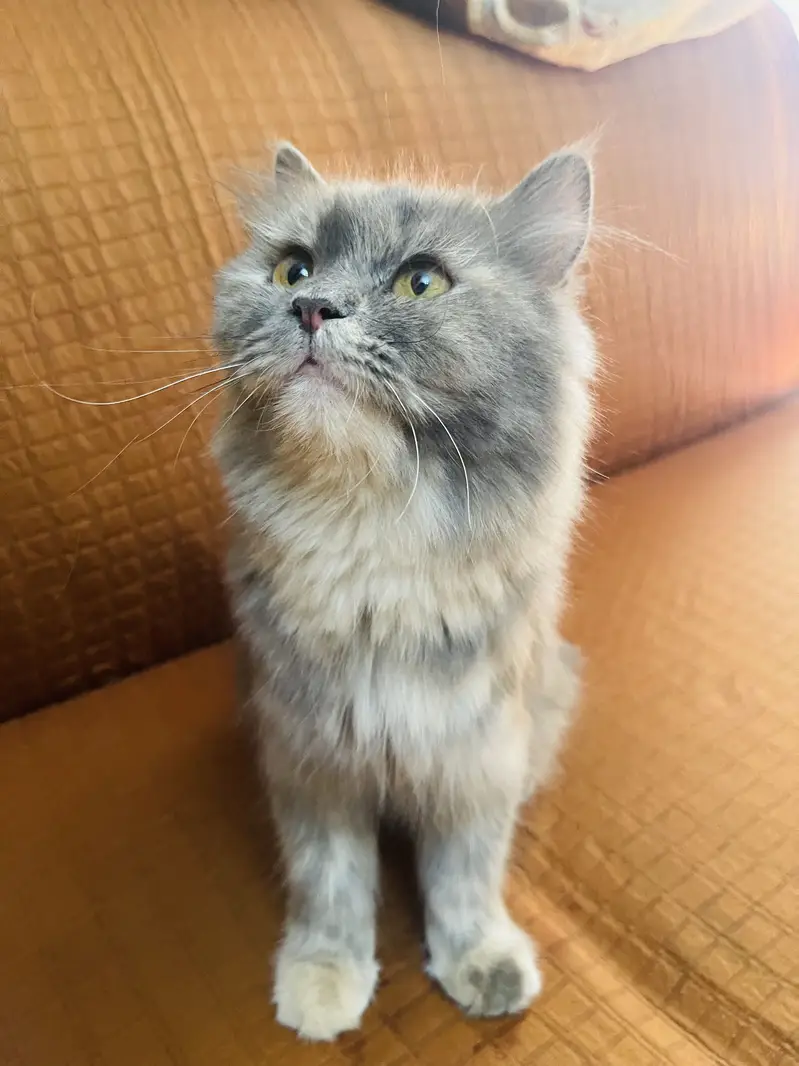 Grey persian cat breeder female — photo 3
