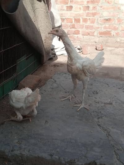 White heeri Burmi
