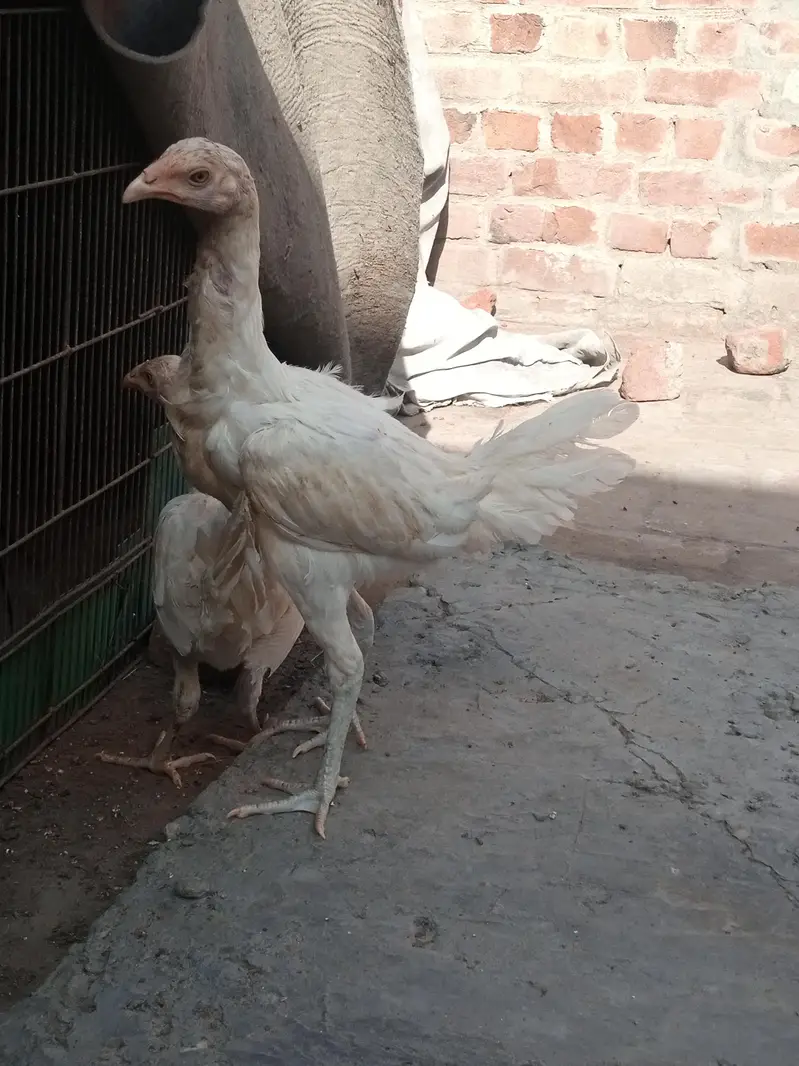 White heeri Burmi — photo 2