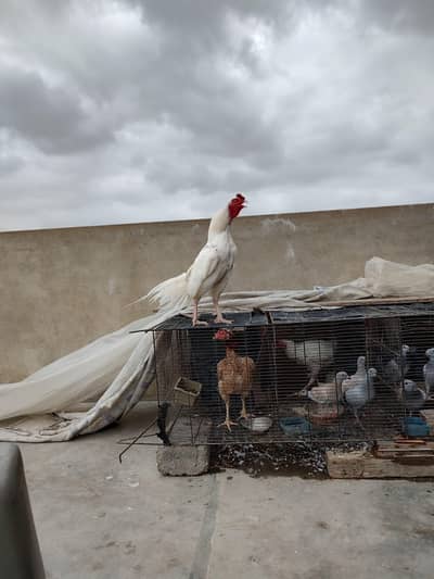 pure miawali Heera male for sale