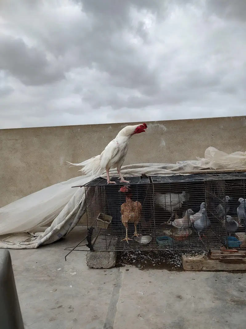 pure miawali Heera male for sale — photo 2