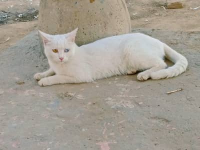 cat for sale