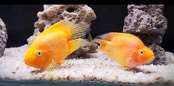 parrots pairs available & Thai silk male available