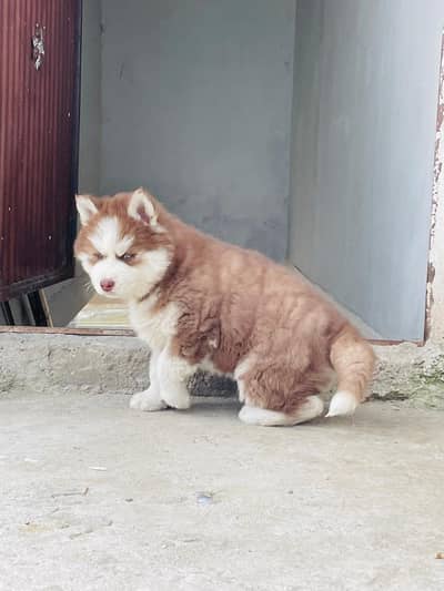 Siberian husky puppy