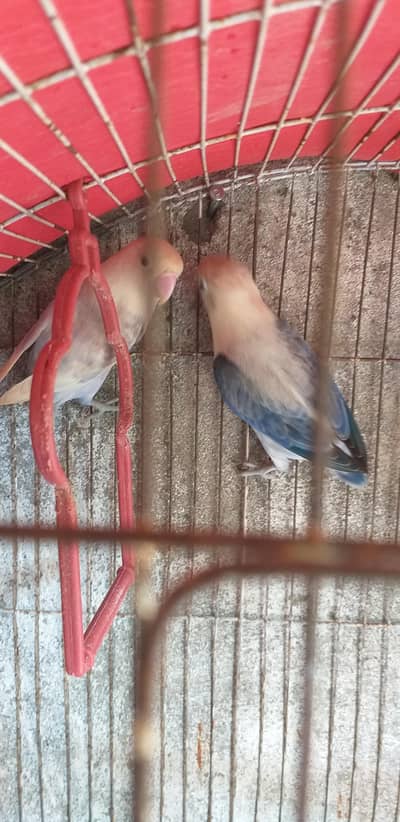 lovebirds healthy active