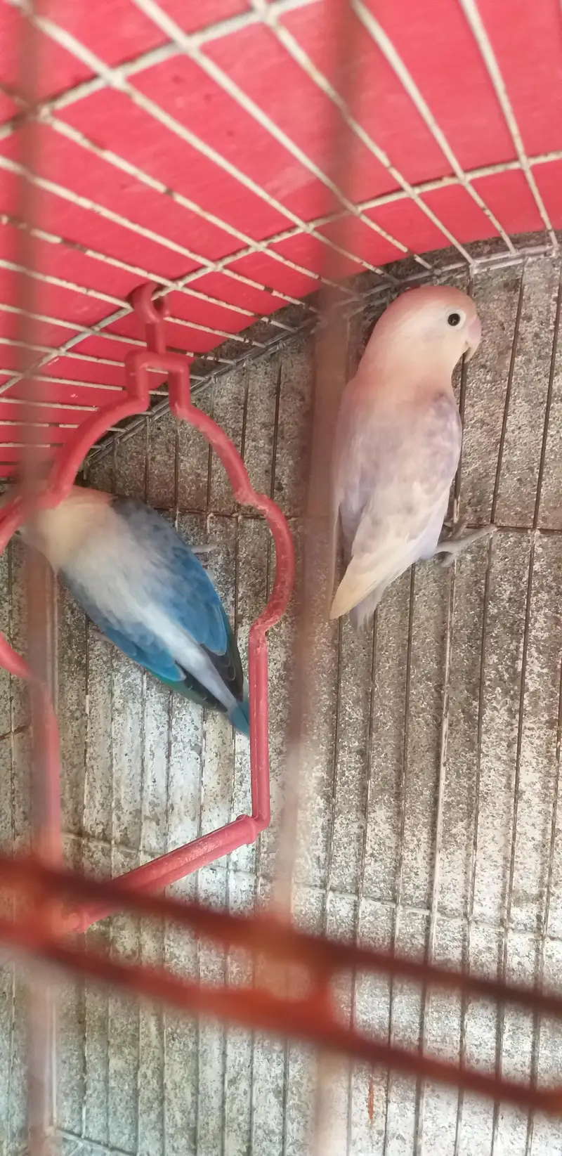 lovebirds healthy active — photo 2