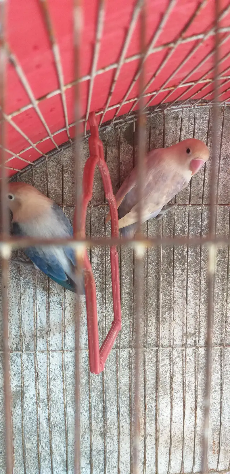 lovebirds healthy active — photo 3