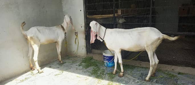 Rajanpuri White goats/ سفید بکریاں راجن پوری/ milking goats