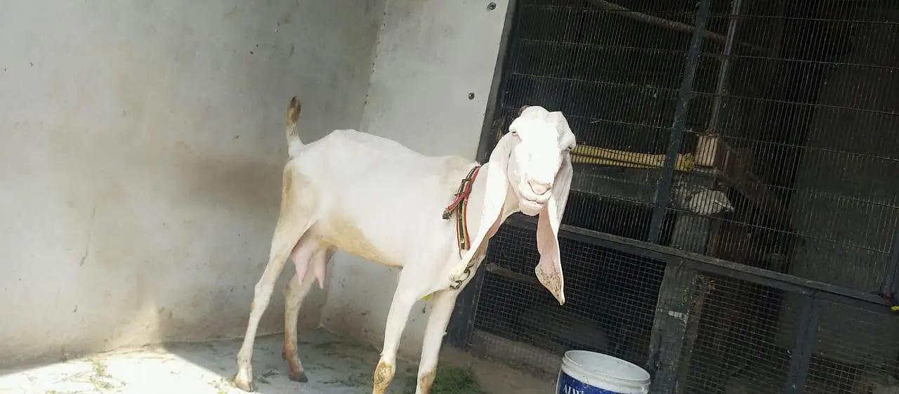 Rajanpuri White goats/ سفید بکریاں راجن پوری/ milking goats — photo 2