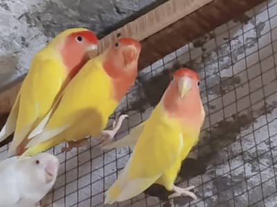 love birds for sale
