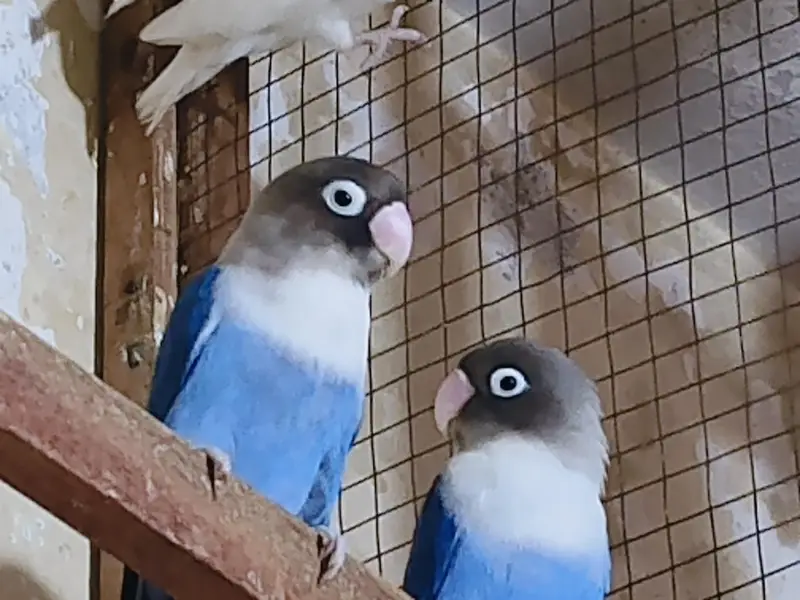 love birds for sale — photo 2