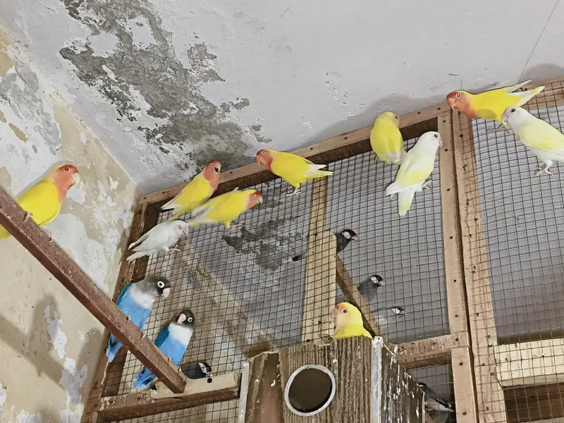 love birds for sale — photo 4