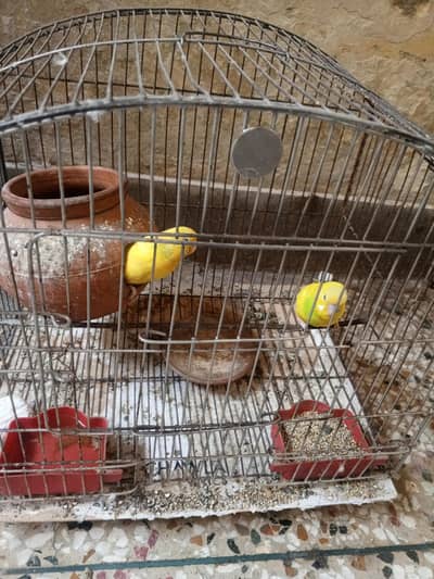 budgie pair with cage