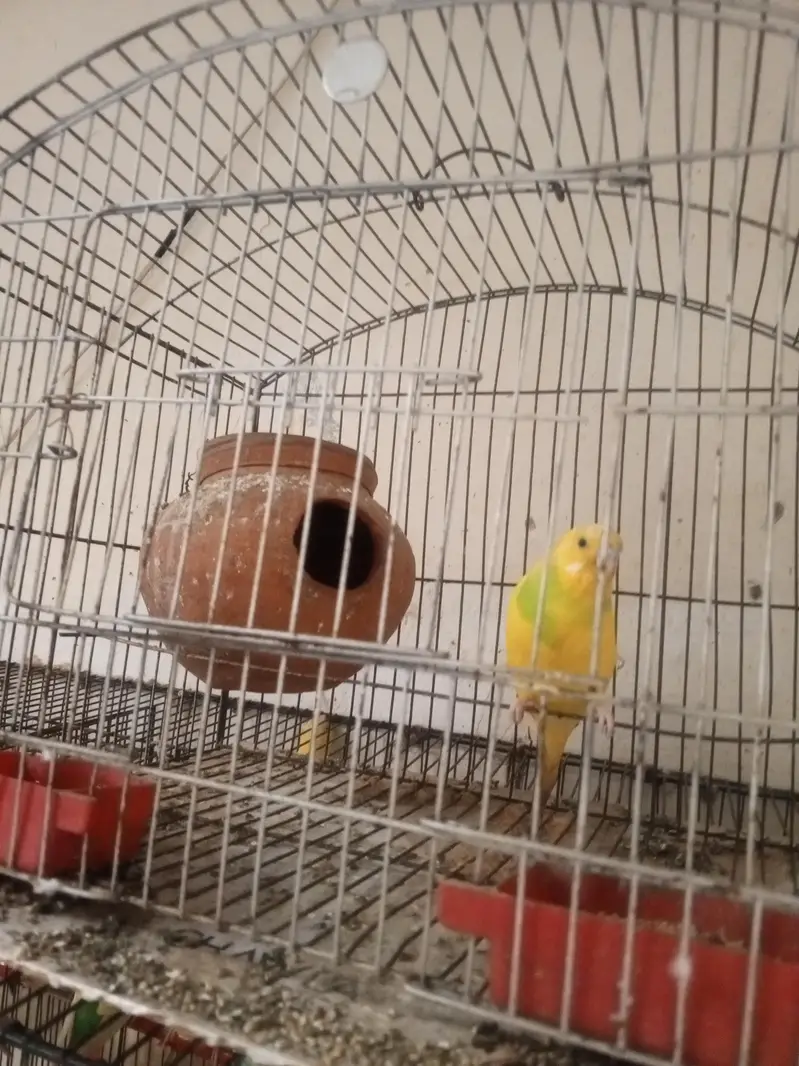 budgie pair with cage — photo 2