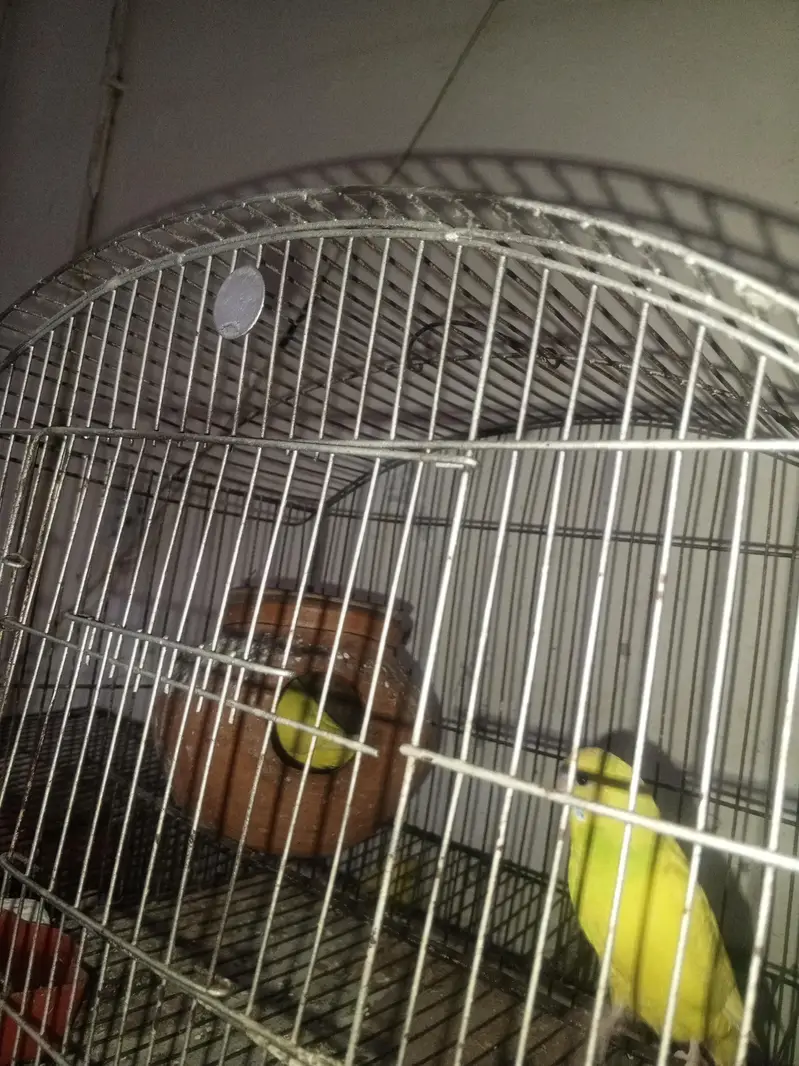 budgie pair with cage — photo 3