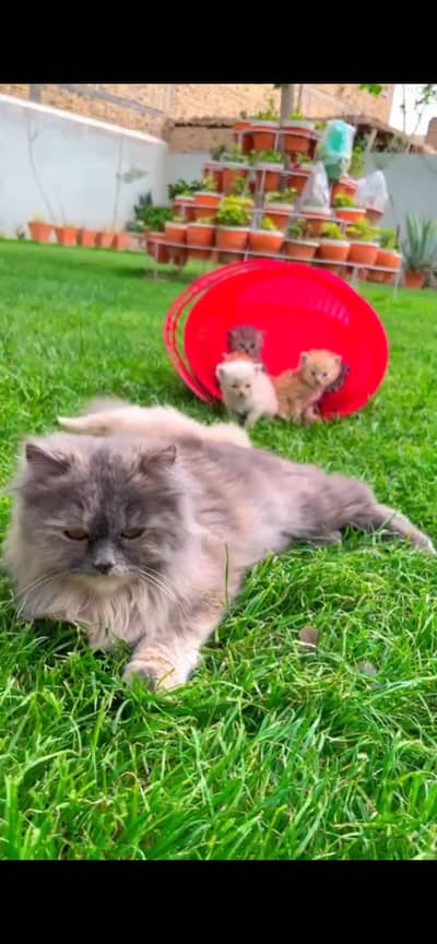 Grey persian cat breeder female