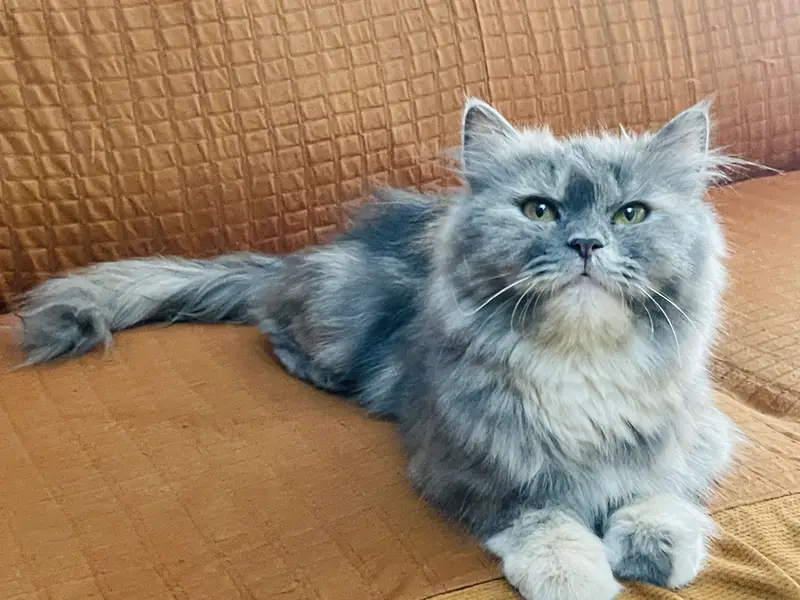 Grey persian cat breeder female — photo 2