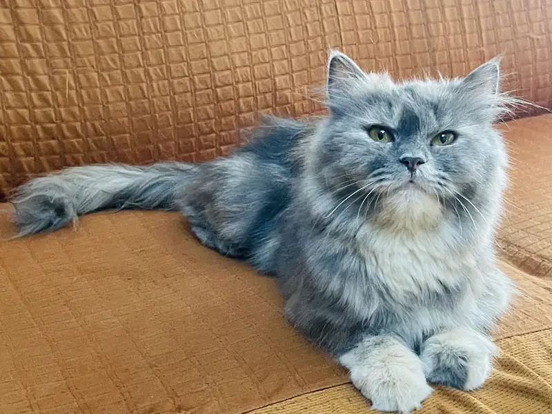 Grey persian cat breeder female — photo 4
