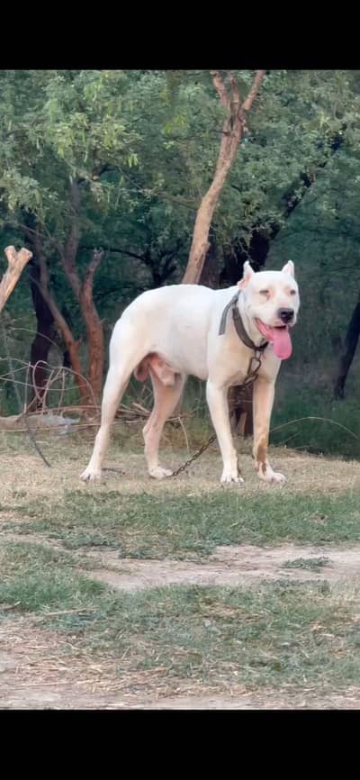 Dogo argentino dog