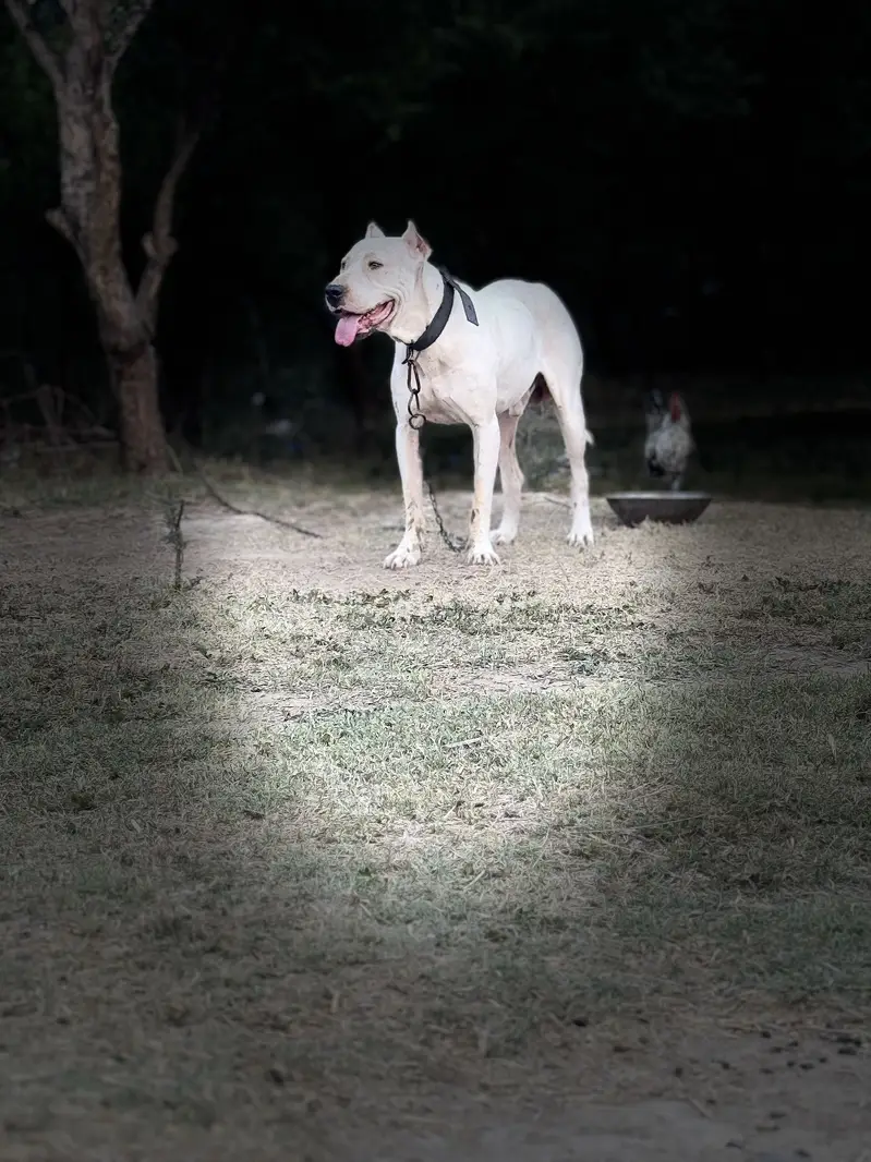 Dogo argentino dog — photo 2