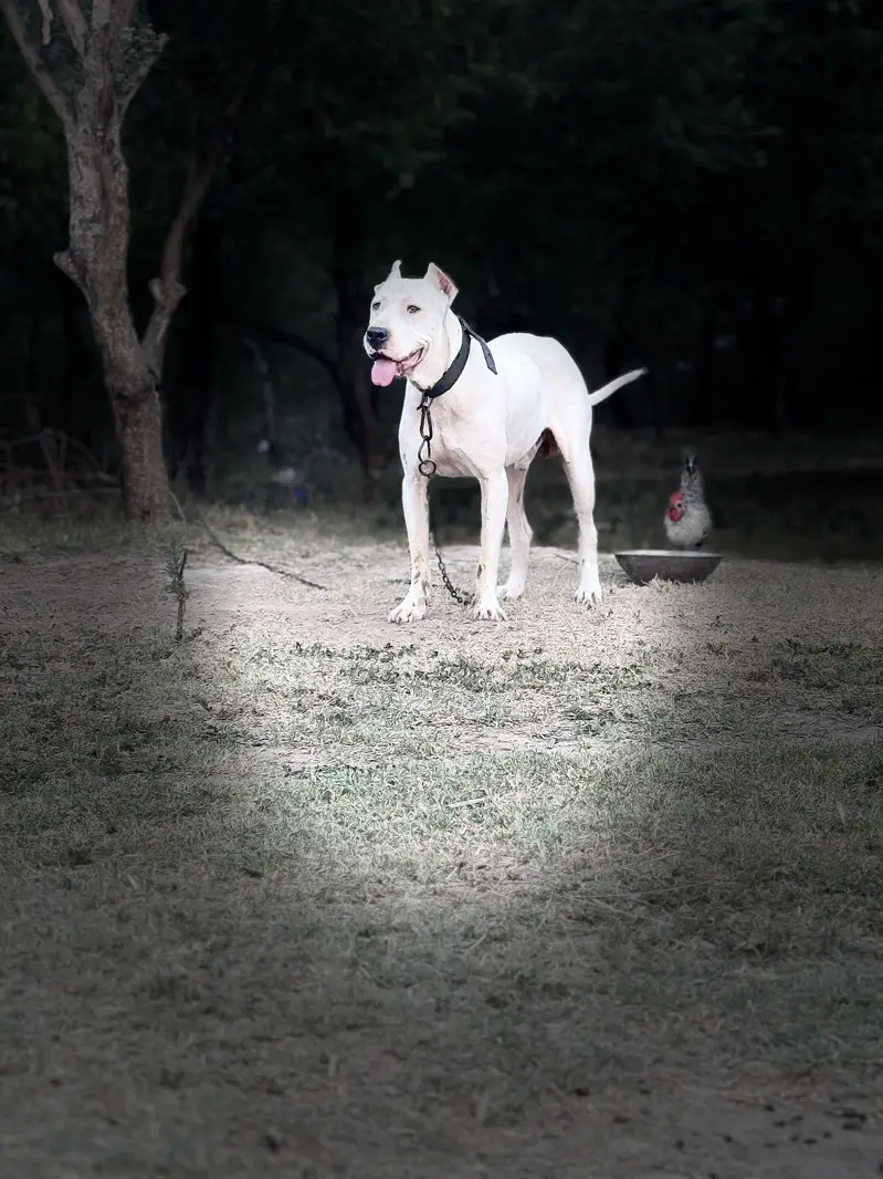Dogo argentino dog — photo 3