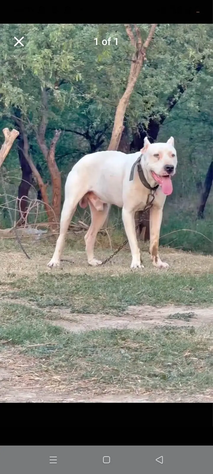 Dogo argentino dog — photo 4