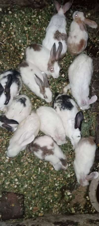 13 Beautiful & Healthy Home-Raised Rabbits for Sale (Mix Sizes)