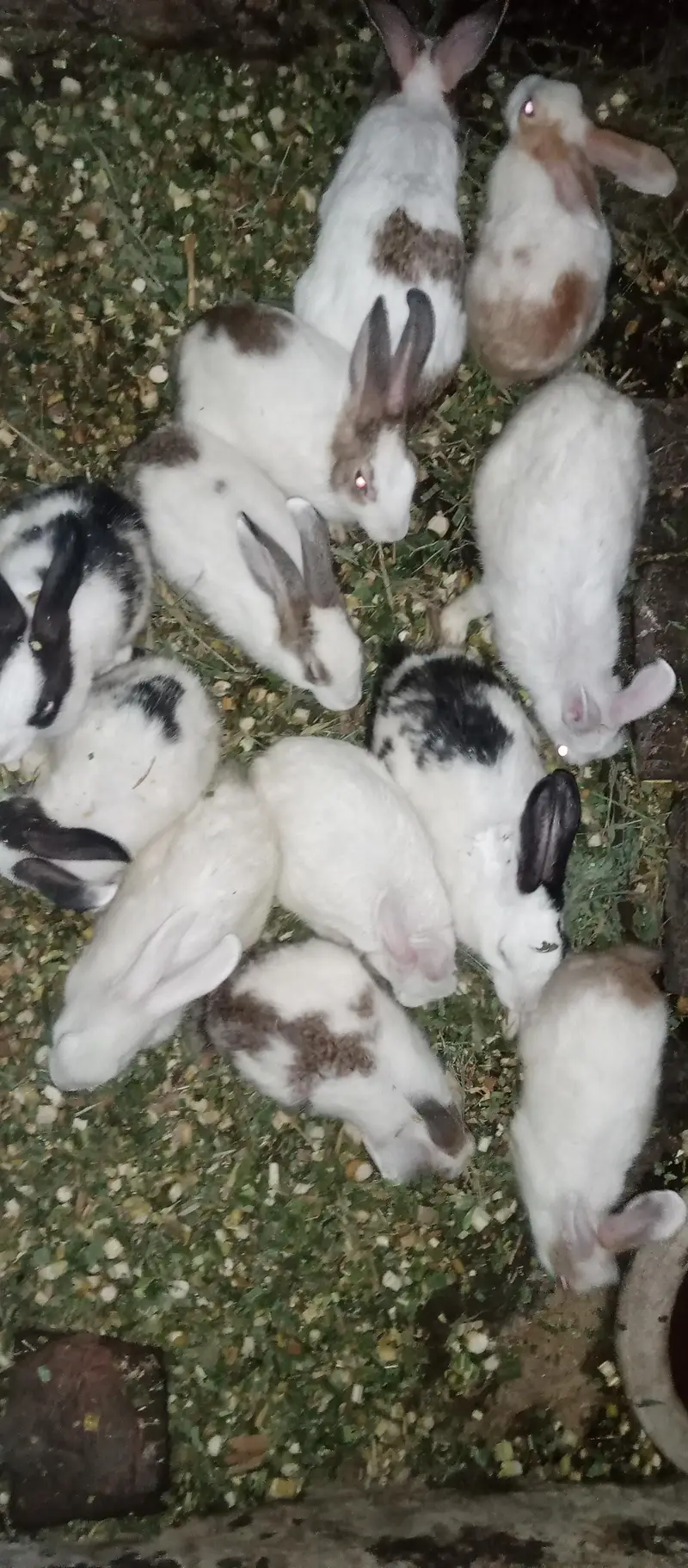 13 Beautiful & Healthy Home-Raised Rabbits for Sale (Mix Sizes)