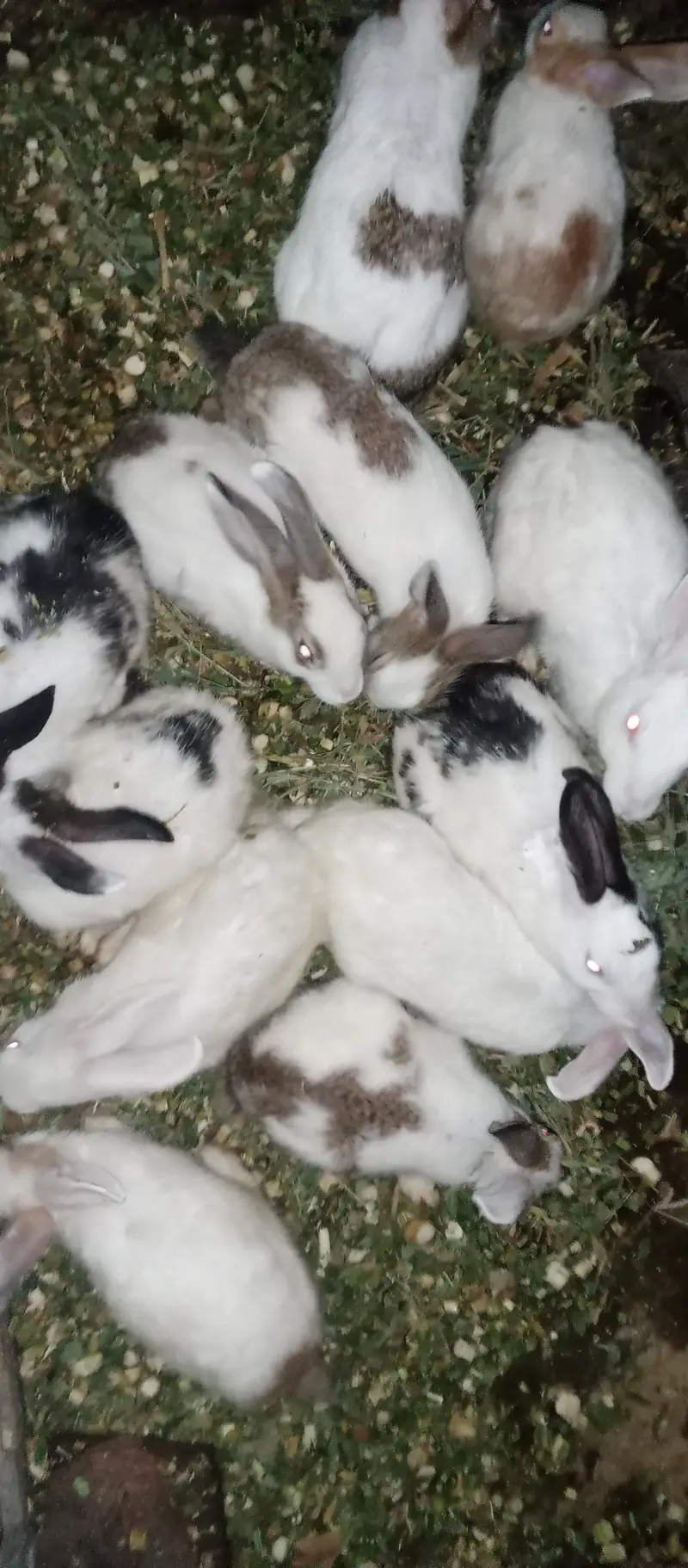 13 Beautiful & Healthy Home-Raised Rabbits for Sale (Mix Sizes) — photo 2