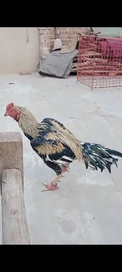 ساوا اصیل بریڈر