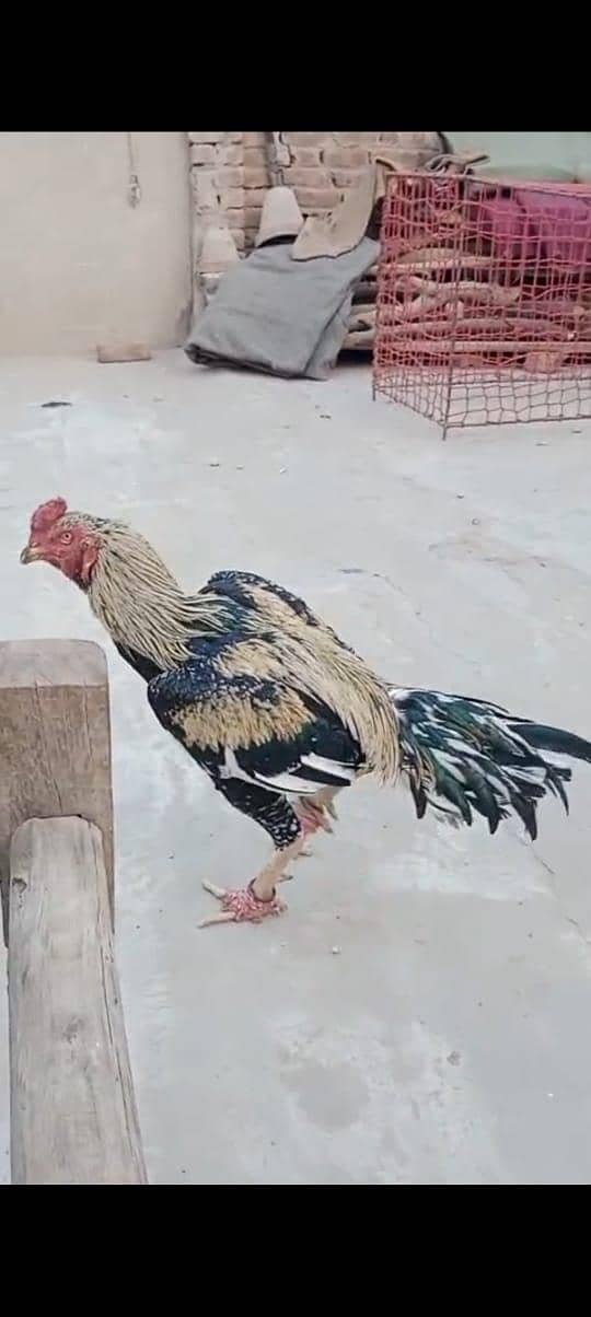 ساوا اصیل بریڈر 0