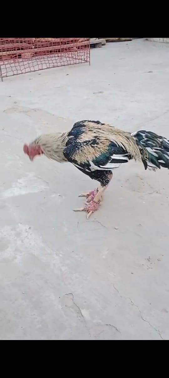 ساوا اصیل بریڈر 1