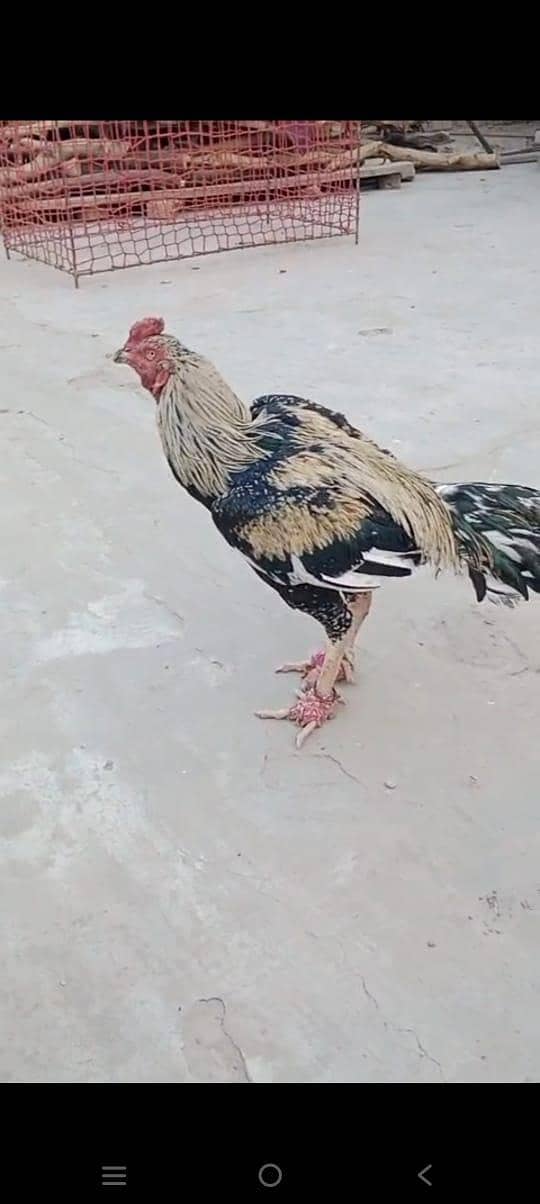 ساوا اصیل بریڈر 3
