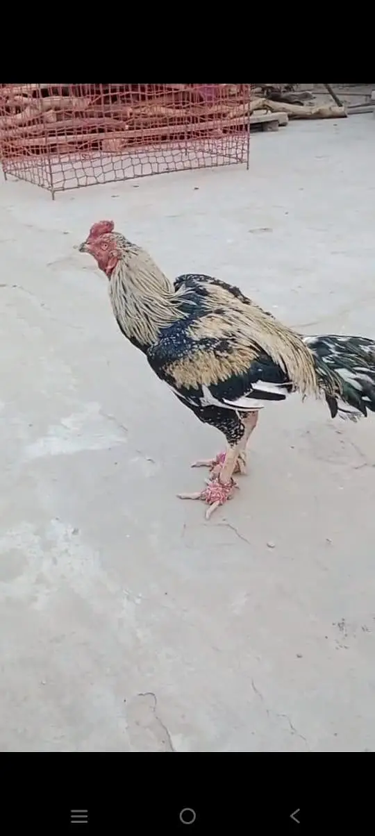 ساوا اصیل بریڈر — photo 4