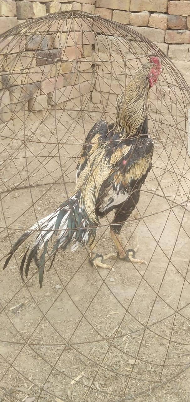ساوا اصیل بریڈر 4