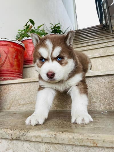 Siberian husky fish and