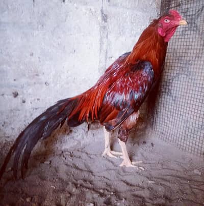 Quality Mianwali Aseel pair 03224964486