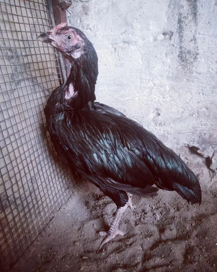 Quality Mianwali Aseel pair 03224964486 — photo 2
