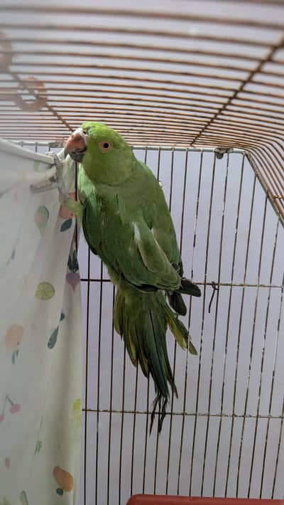 ringneck female